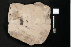Foto (Objekt + Etikett) von Ulmus scabra Miller (NHMW-GEO-2024-0188-15011)